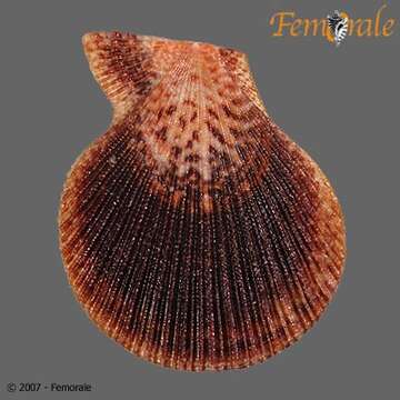 Image of Caribachlamys T. R. Waller 1993