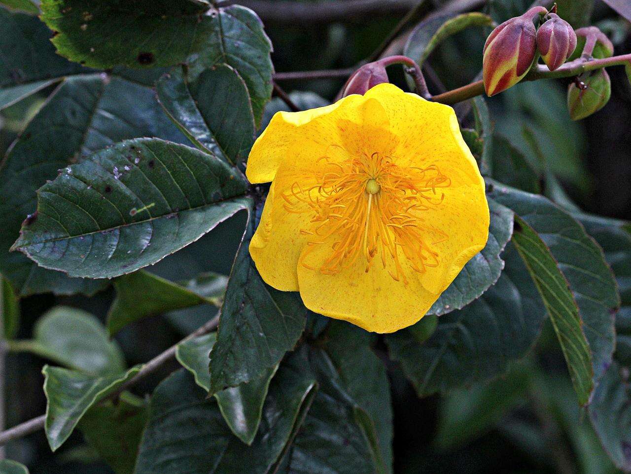 Imagem de Cochlospermum vitifolium (Willd.) Spreng.