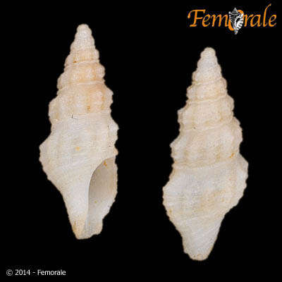 Image of Pseudomelatomidae J. P. E. Morrison 1966