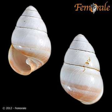 صورة <i>Achatinella fuscobasis</i>