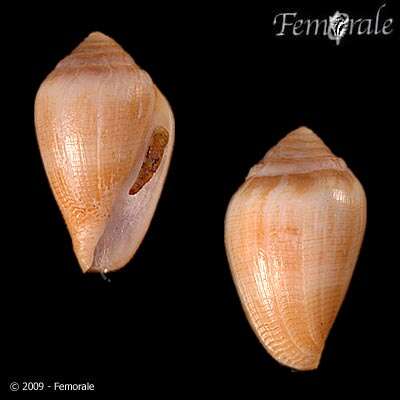 Image of cone snails