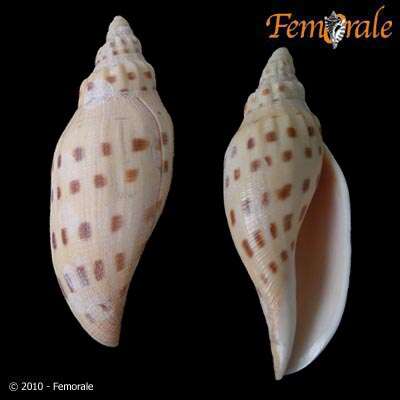 صورة Scaphella Swainson 1832