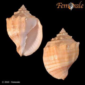 Image of Volutoidea Rafinesque 1815