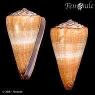 Image of cone snails