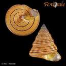 Image of Calliostoma gemmosum (Reeve 1842)