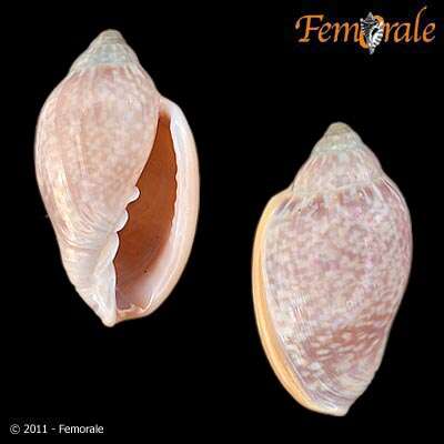 Image of Marginella Lamarck 1799