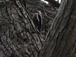 Image of Sapsucker