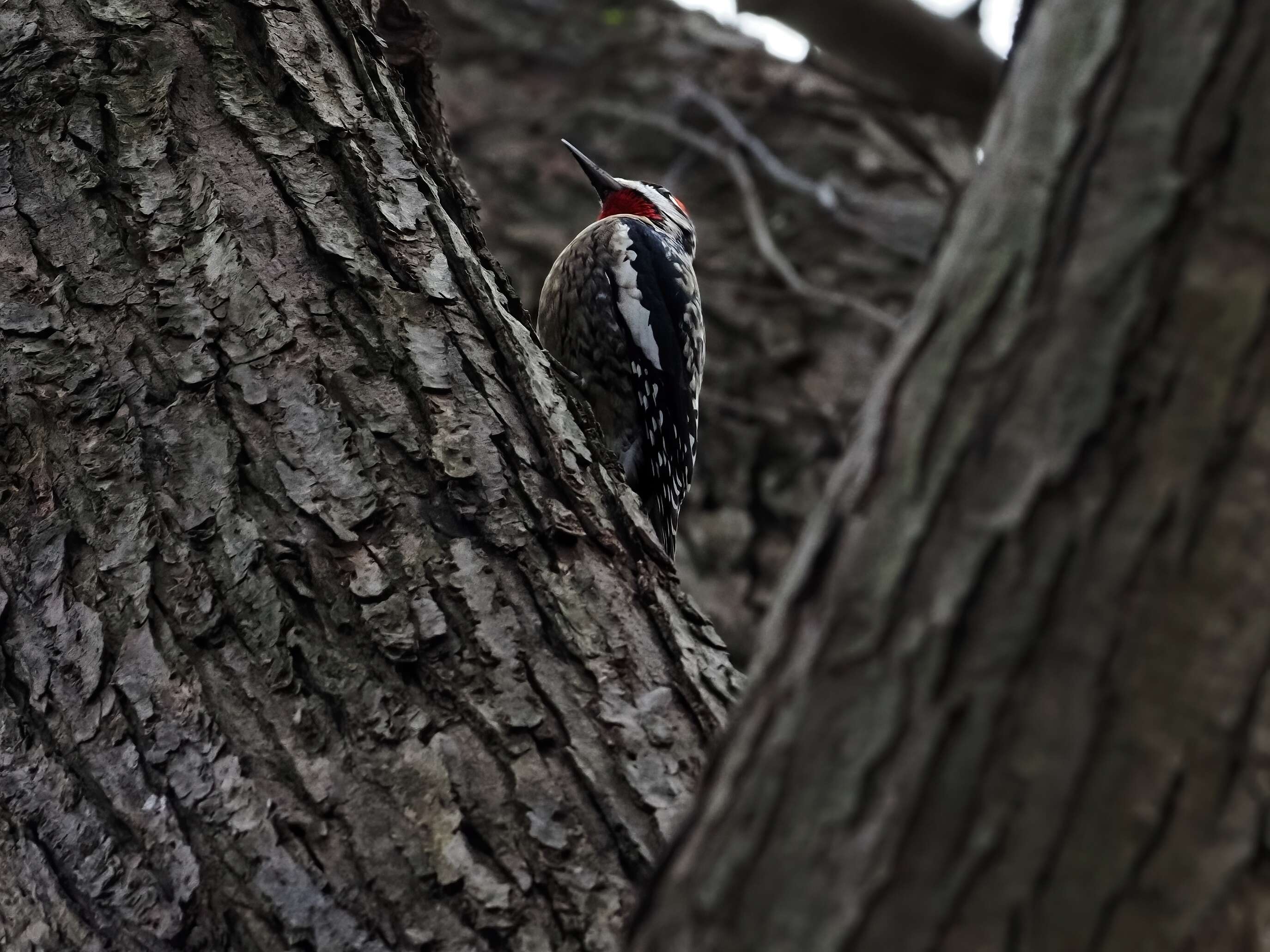 Image of Sapsucker