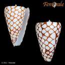 Image de Conus marchionatus Hinds 1843