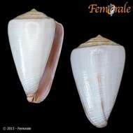 Image of Conus trochulus Reeve 1844