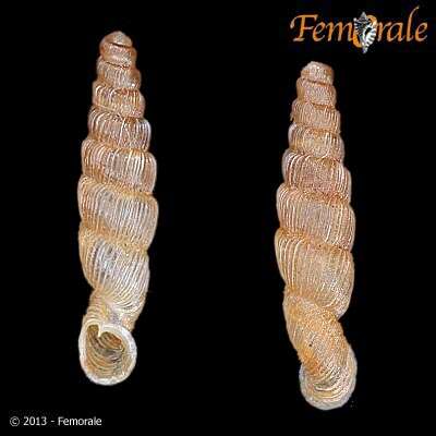 Image of Pseudogracilinenia Loosjes & Loosjes-van Bemmel 1984