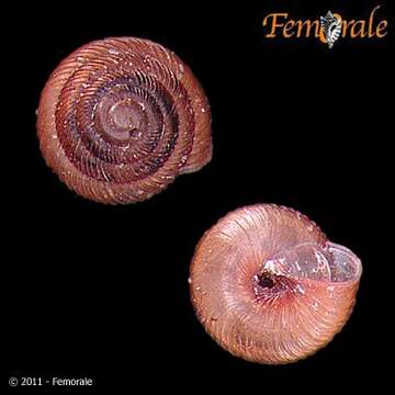 Imagem de Strobilopsidae