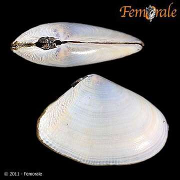 Image of Donacidae J. Fleming 1828