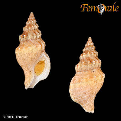 Image of Afrocominella capensis (Dunker 1844)