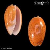 Image of olive snails