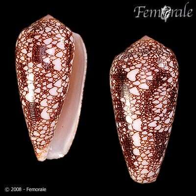 Image of Conus Linnaeus 1758