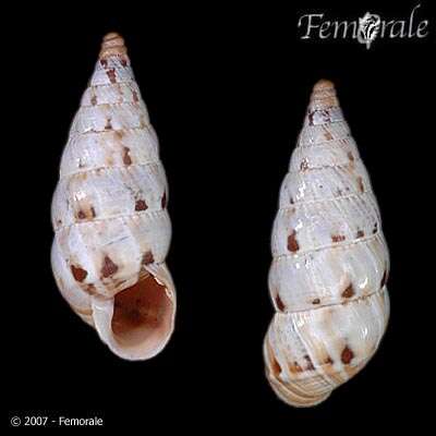 Imagem de <i>Macroceramus pupoides</i> Pfeiffer