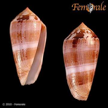 Image of cone snails