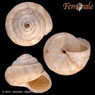 Image of leaf snails