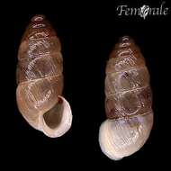 صورة Buliminidae