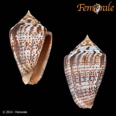 Image of Conasprella Thiele 1929