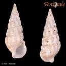 Sivun Cerithium guinaicum Philippi 1849 kuva