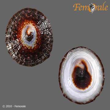 Image of tortoiseshell limpets