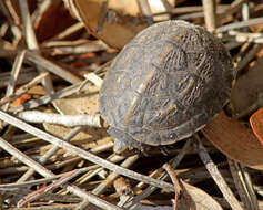 Image of Striped Mud Turtle