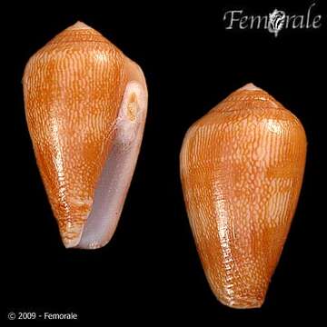 Image of cone snails