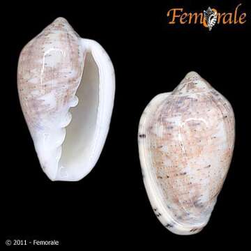 Image of Marginella Lamarck 1799