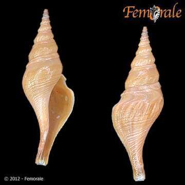 Image of Fusiturridae Abdelkrim, Aznar-Cormano, Fedosov, Kantor, Lozouet, Phuong, Zaharias & Puillandre 2018