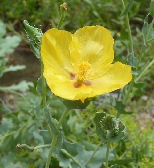 Image of Glaucium grandiflorum Boiss. & Huet