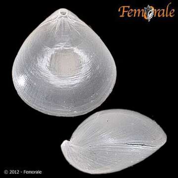 Image of lamp shells