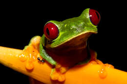 Image of Red-eyed Leaf frog