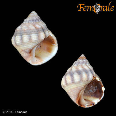 Image of Echinolittorina Habe 1956