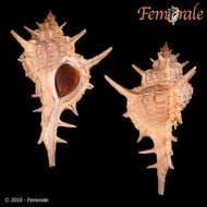 Image of <i>Chicoreus formosus</i> (Sowerby 1841)