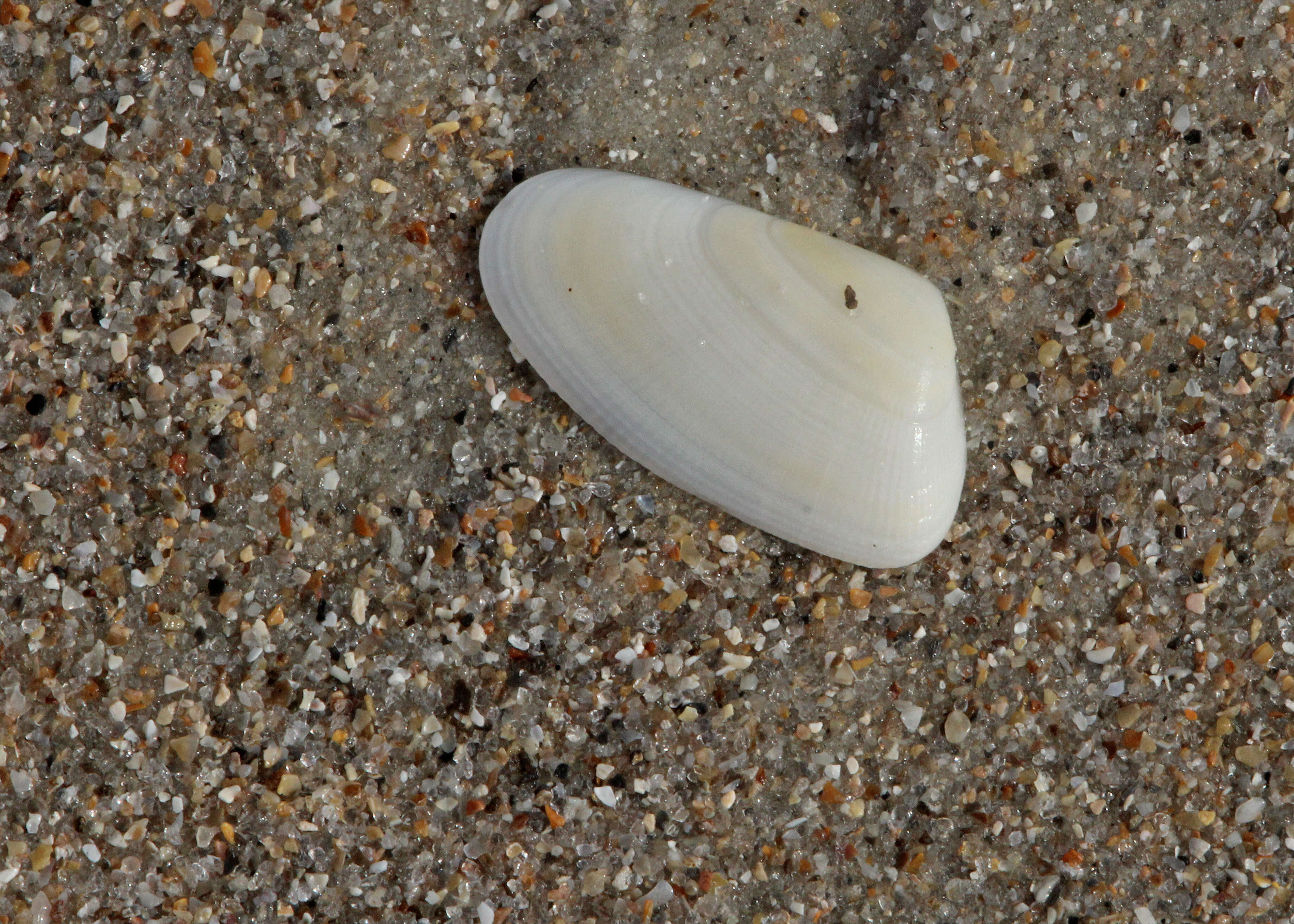 Image of butterfly shell