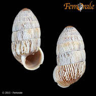 Image of Cerionidae