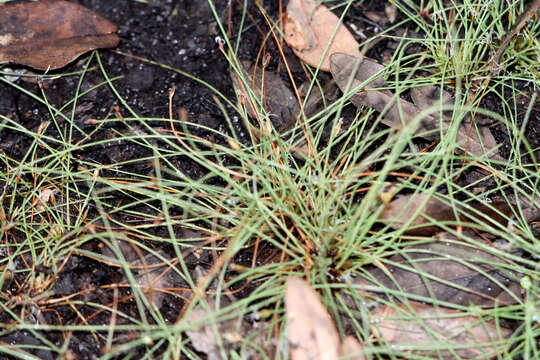 Image of Baldwin's Spike-Rush