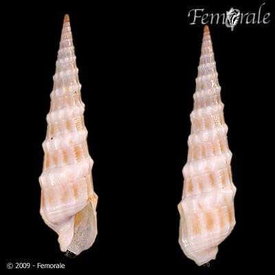 Image of Needle Whelks