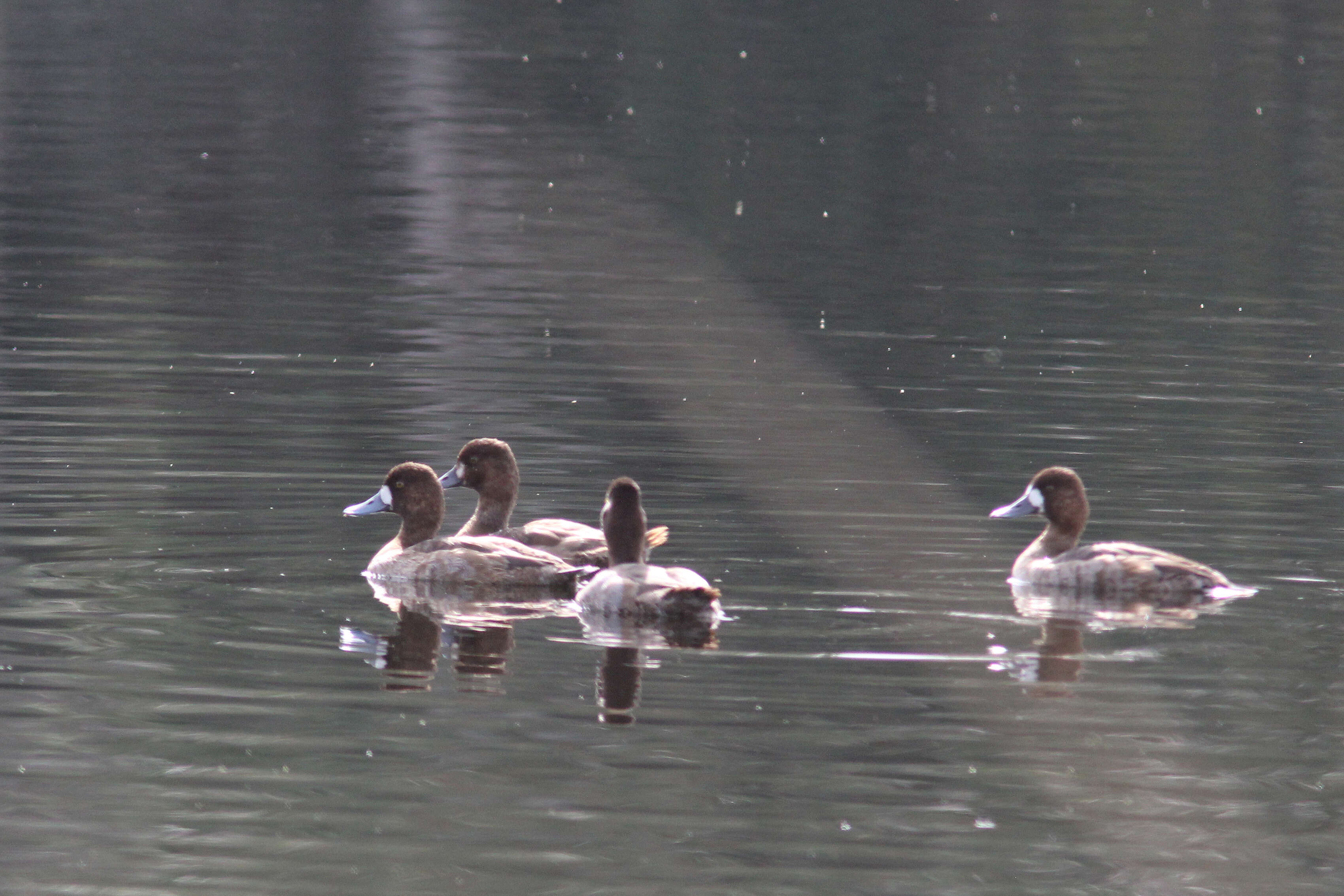 Image of Lesser Scaup