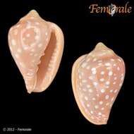 Image of Marginella Lamarck 1799