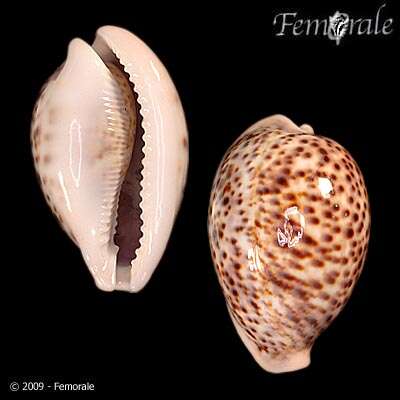 Image of cowrie