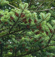 Image of Veitch Fir