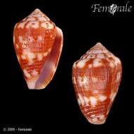 Image of cone snails