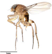 Image of Scuttle fly