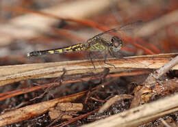 Image of Little Blue Dragonlet