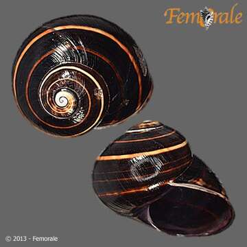 Image of Painted snail