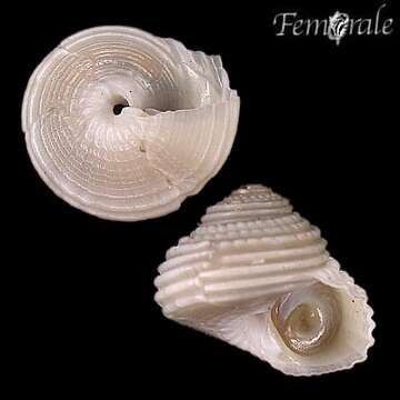 Homalopoma philippiana (Dall 1889)的图像