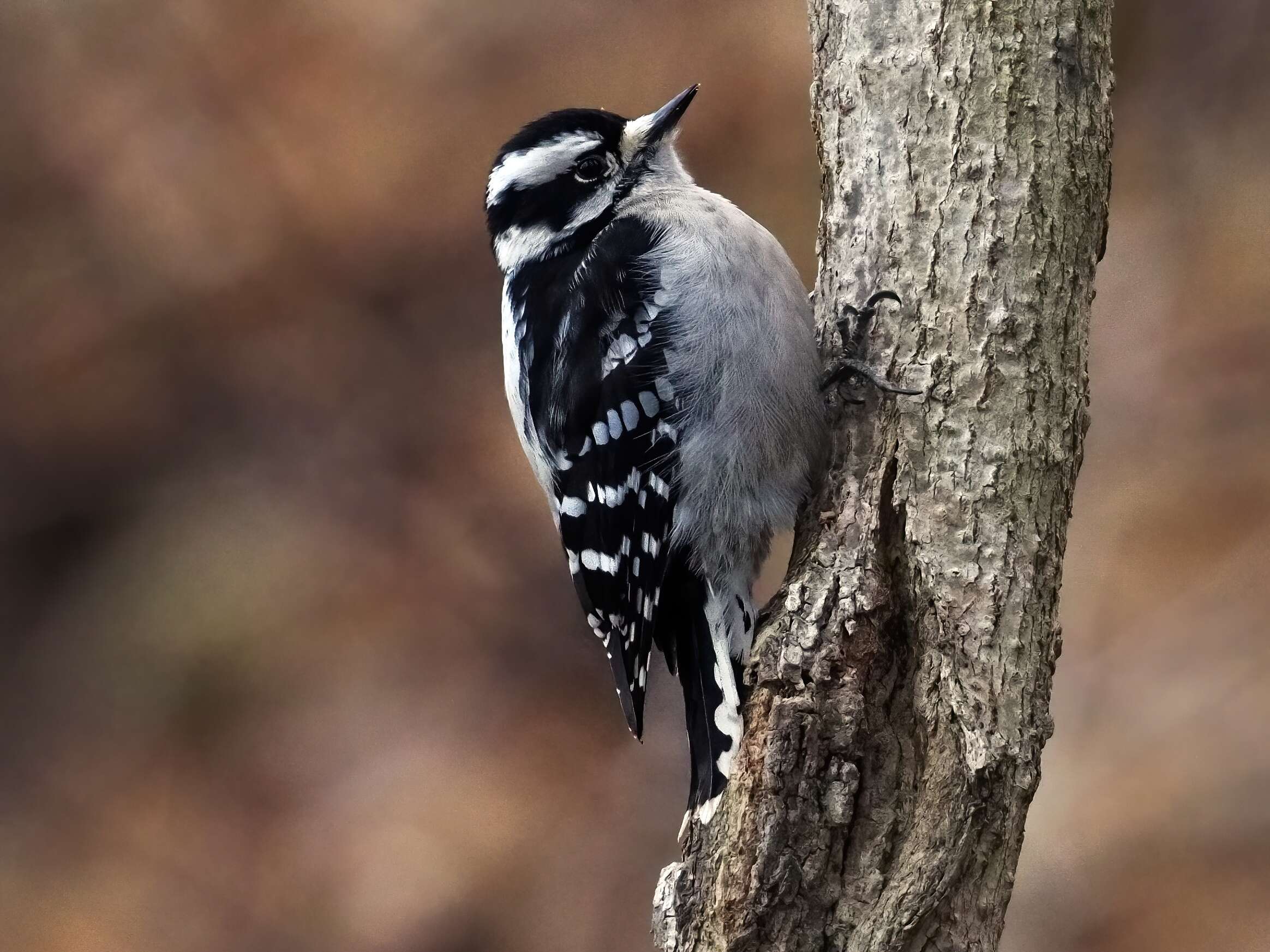 Слика од Dryobates pubescens (Linnaeus 1766)